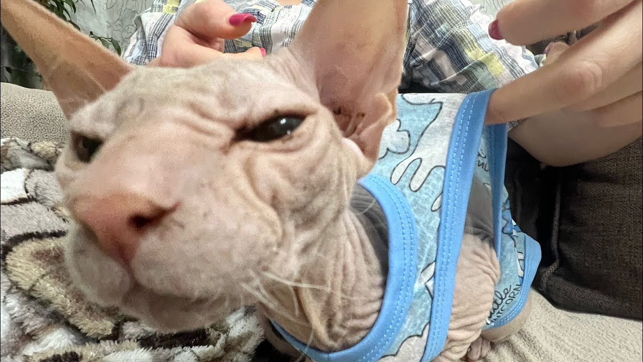 Залезла лисичка Стич в домик и Элю выгнала 