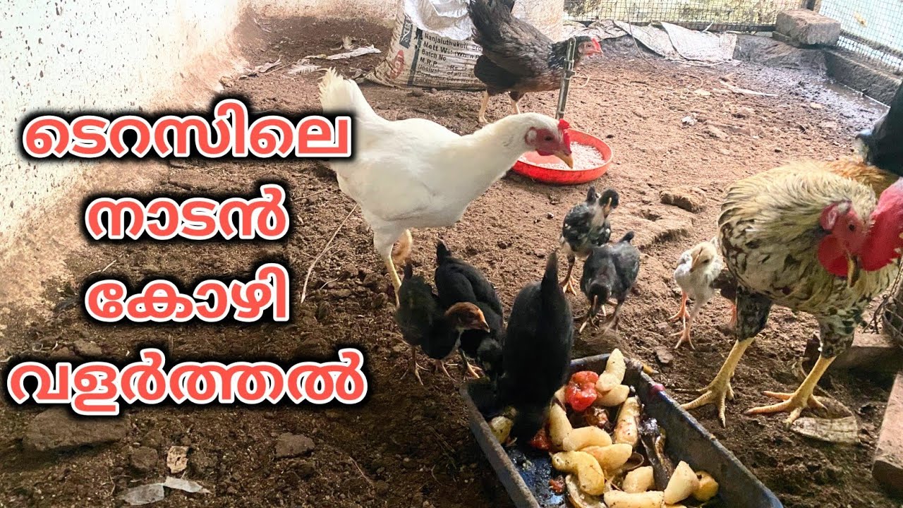 നാടൻ കോഴി വളർത്തൽ | Nadan Kozhi Valarthal at Home | Yuva Karshaka