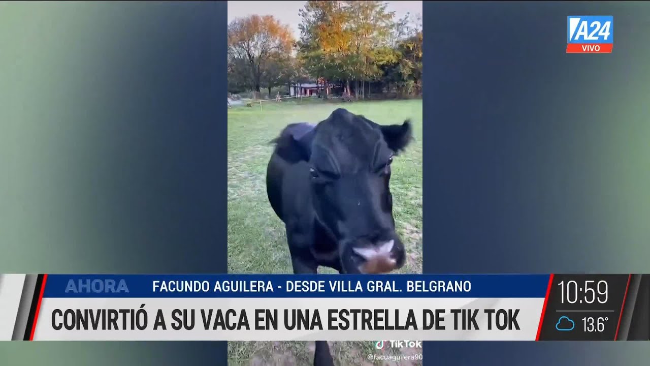 🐮  Clota, la 