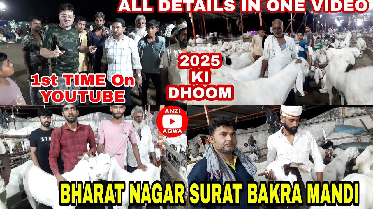 Bharat Nagar , Surat Bakra Mandi 2025 | Talk With JAMIL BHAI Owner of The Mandi | Sachin Bakra Mandi