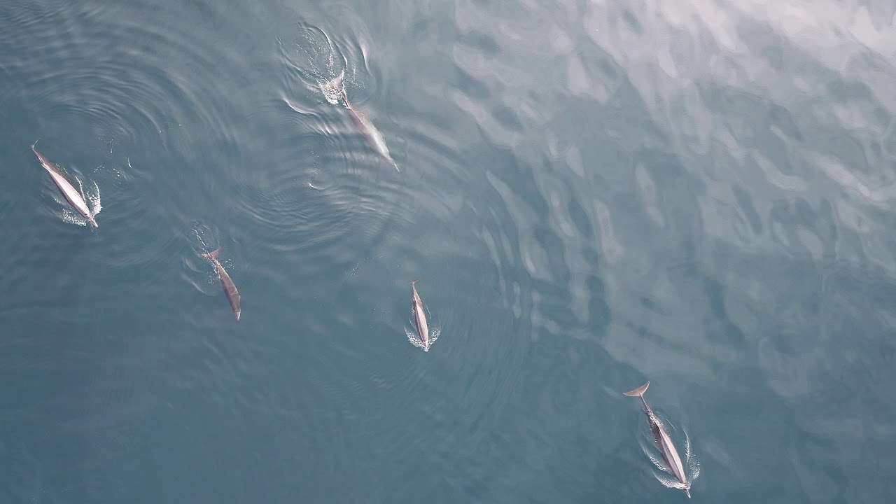 Sowerby's Beaked Whales in Norfolk Canyon