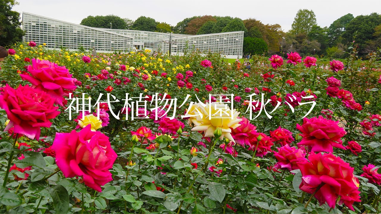 【神代植物公園】秋のバラフェスタ 2024