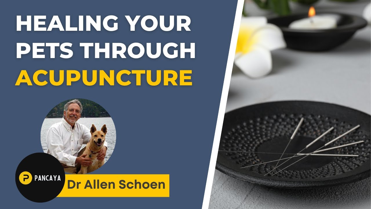 Healing your dogs through acupuncture - Allen Schoen - Integrative medicine for dogs