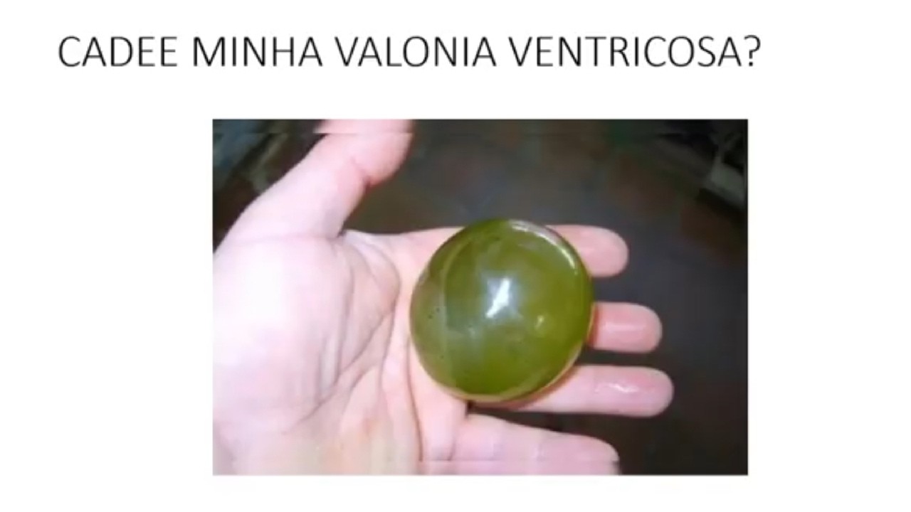 VALONIA VENTRICOSA