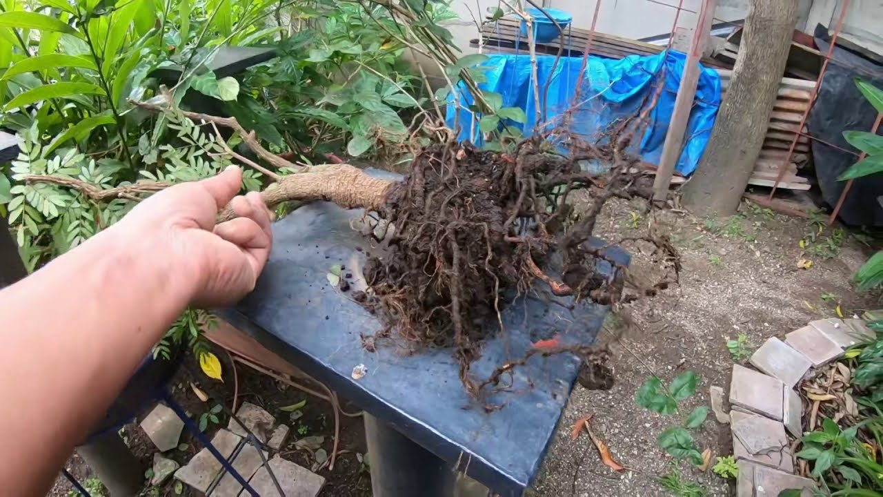 Trabajo con un árbol de guayacán desde el inicio.(por Anibal Blandón)