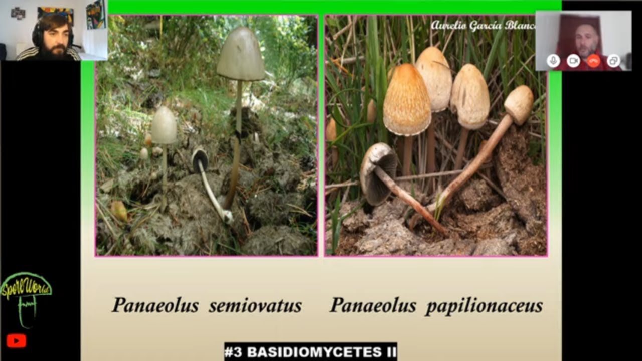 #3.🔺 BASIDIOMYCETES II (setas con l&aacute;minas) 🍄🌲 CURSO DE MICOLOG&Iacute;A