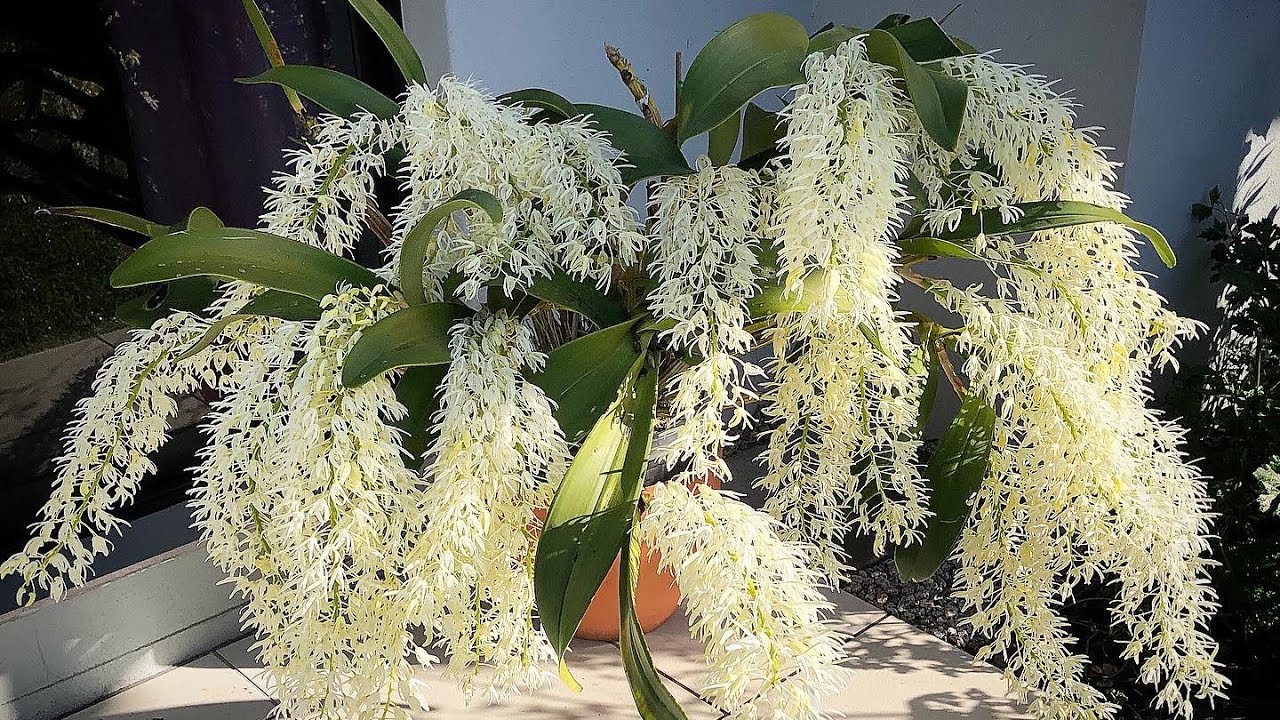 Dendrobium speciosum  в цвету😍