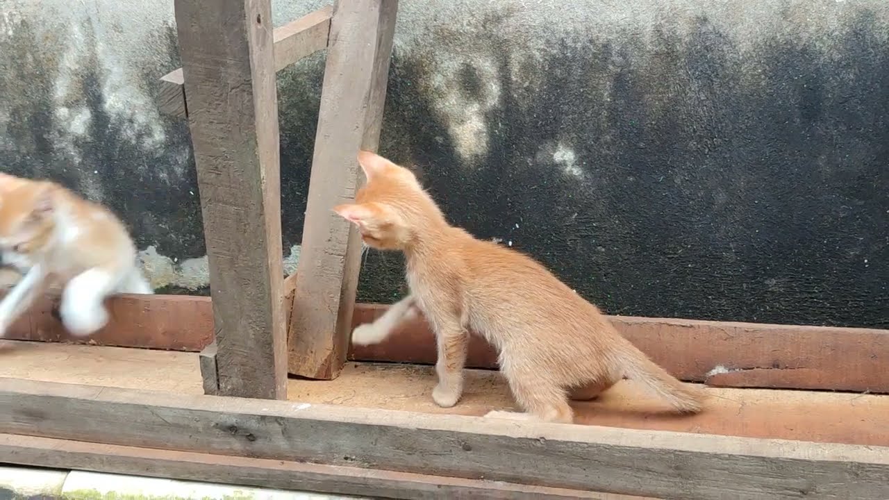 Cute cat videos 