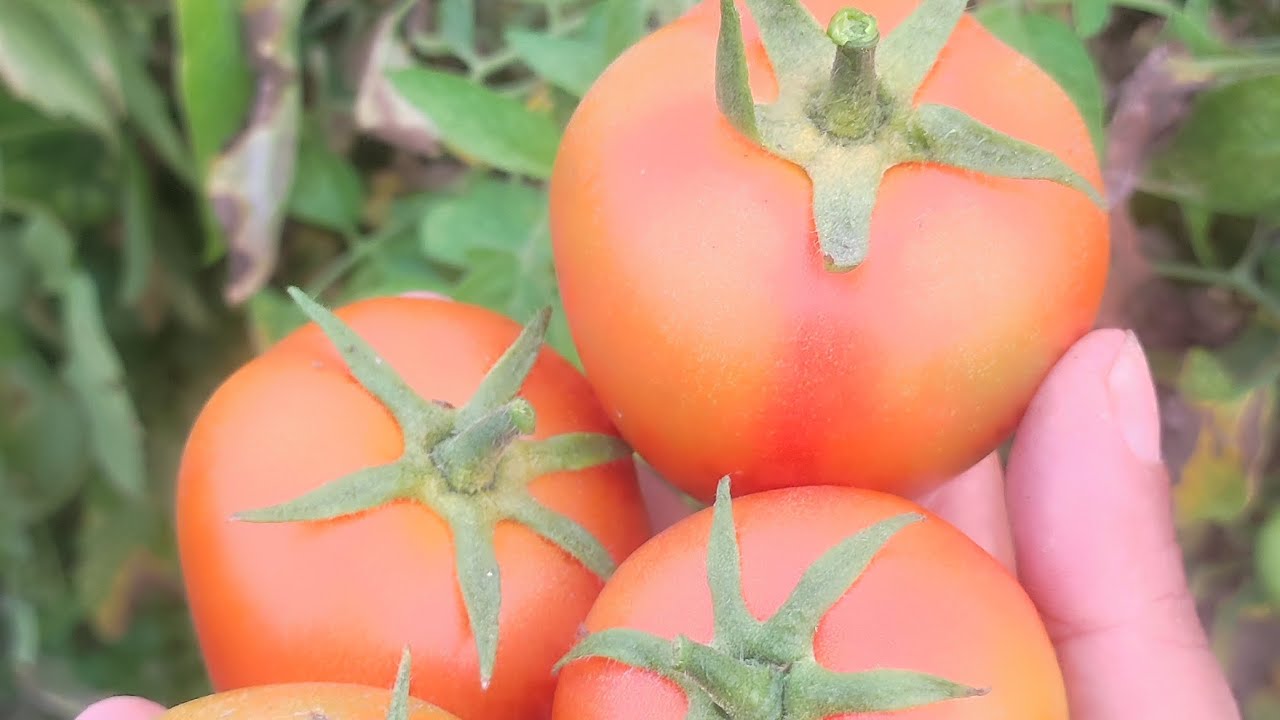 আমাদের ক্ষেত্রের পাকা টমেটো 🍅🍅🍅