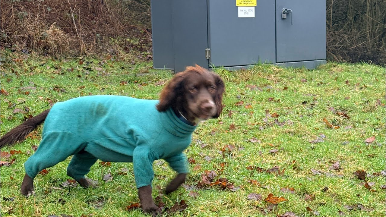 A wet walk with the boys! 