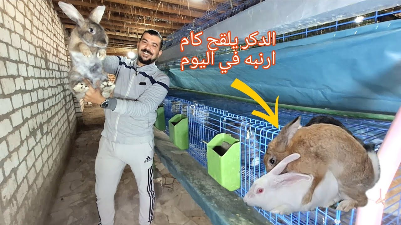 القح الارنبه كام مره والقحها من دكر واحد ولا اتنين ولا تلاته،اسسيات التلقيح السليم مع ابو سليم 