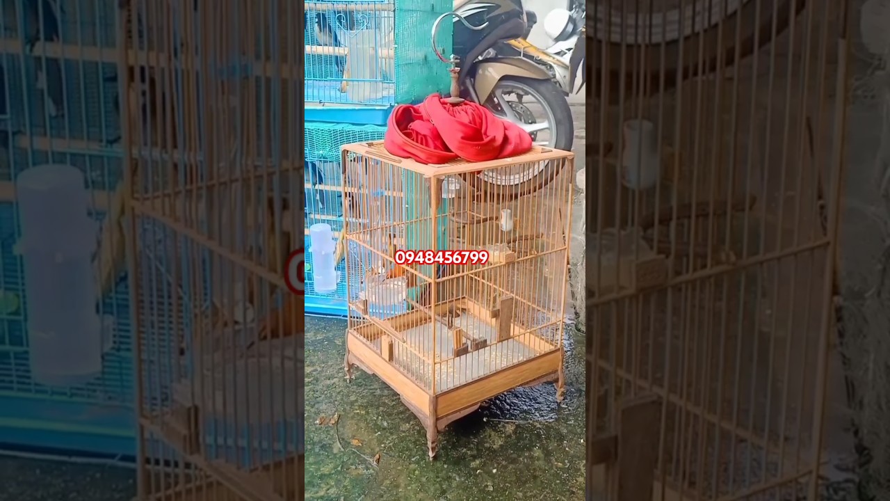 Tắm nắng cho những ch&uacute; chim qu&yacute;