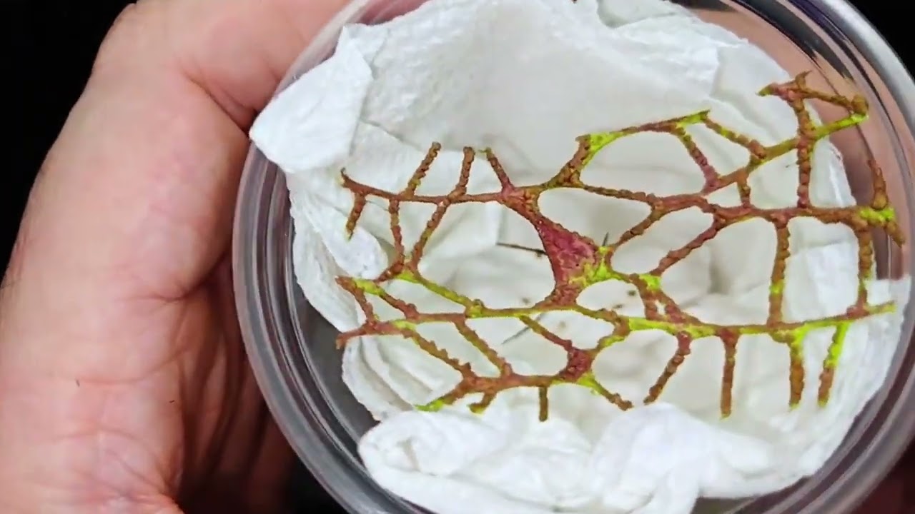 Unboxing The Worlds Coolest Spider EVER!!!!