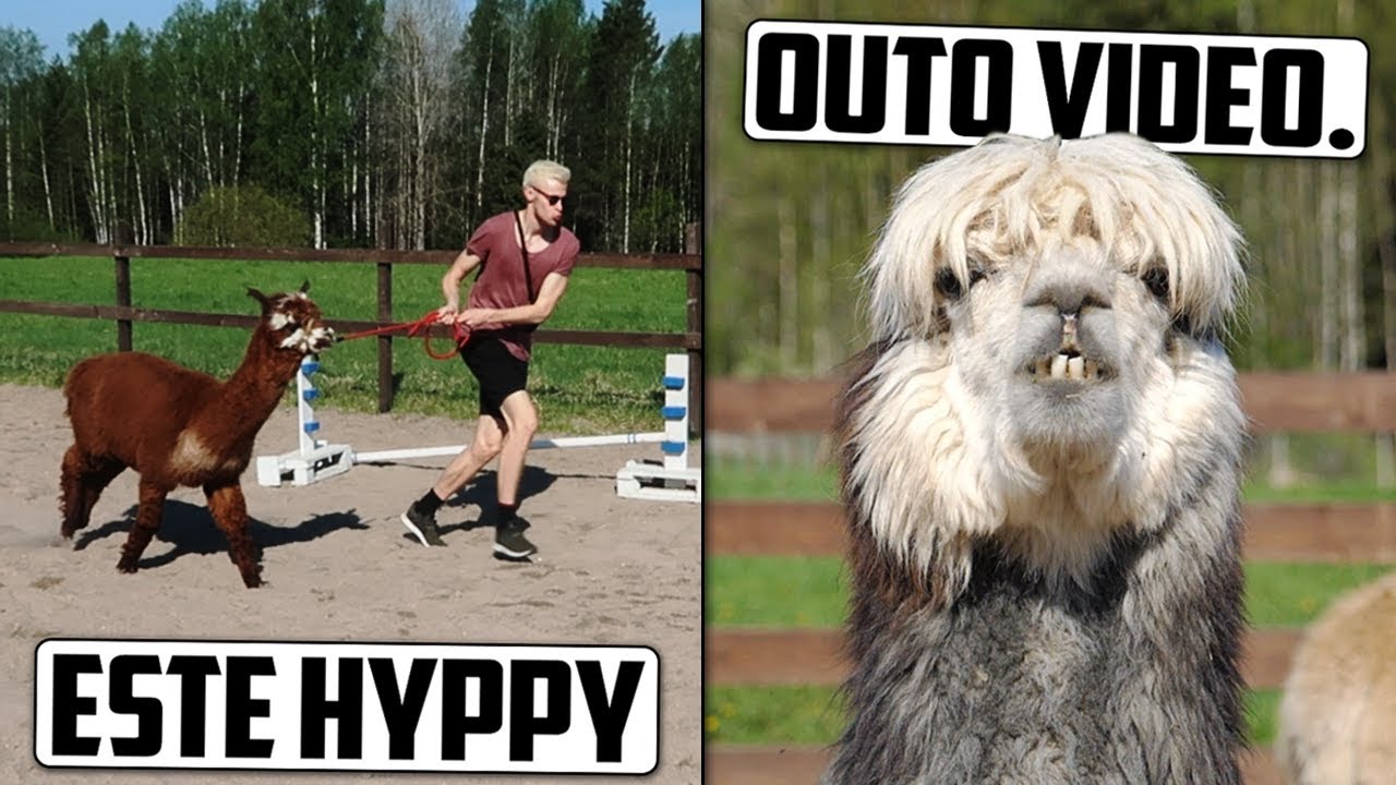 Ootko koskaan kokeillut ALPAKKA-AGILITYA?