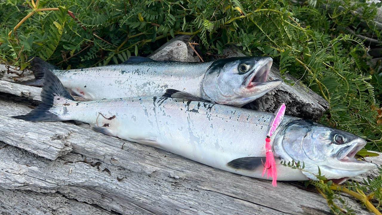 Fishing for PINK Salmon from the BEACH! (Catch and Cook)