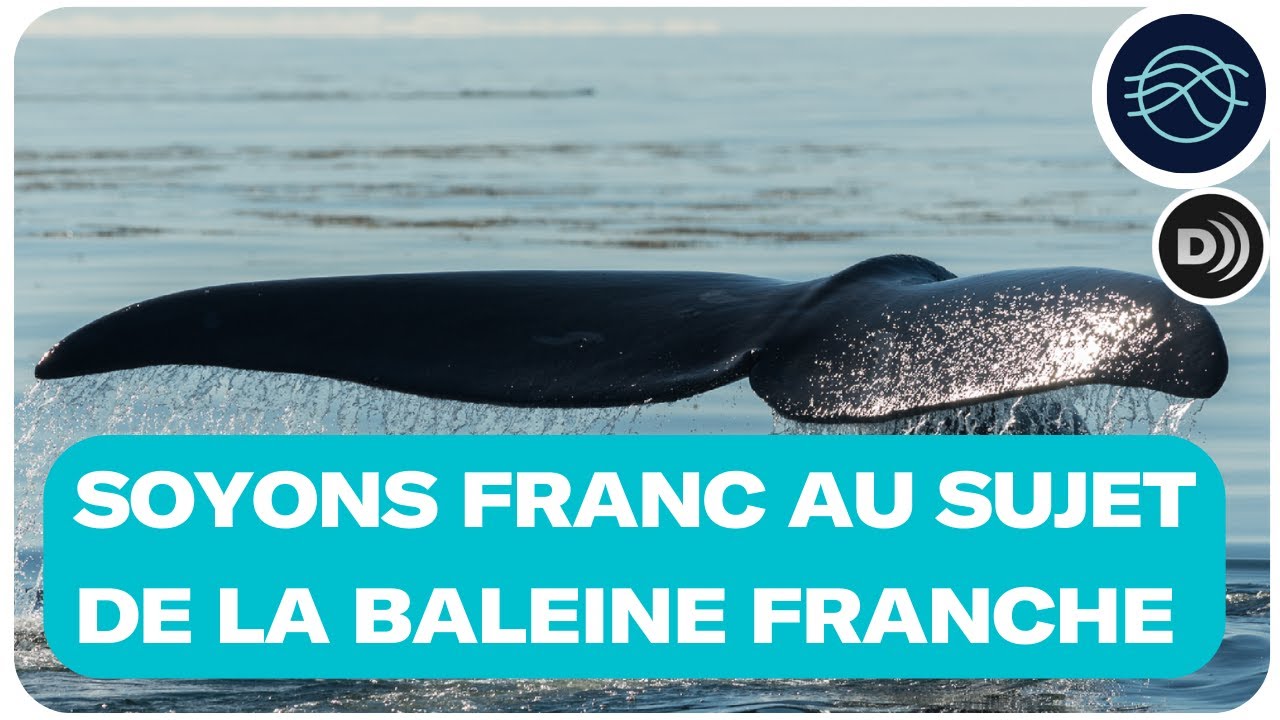 Soyons franc au sujet de la baleine franche | Vidéodescription