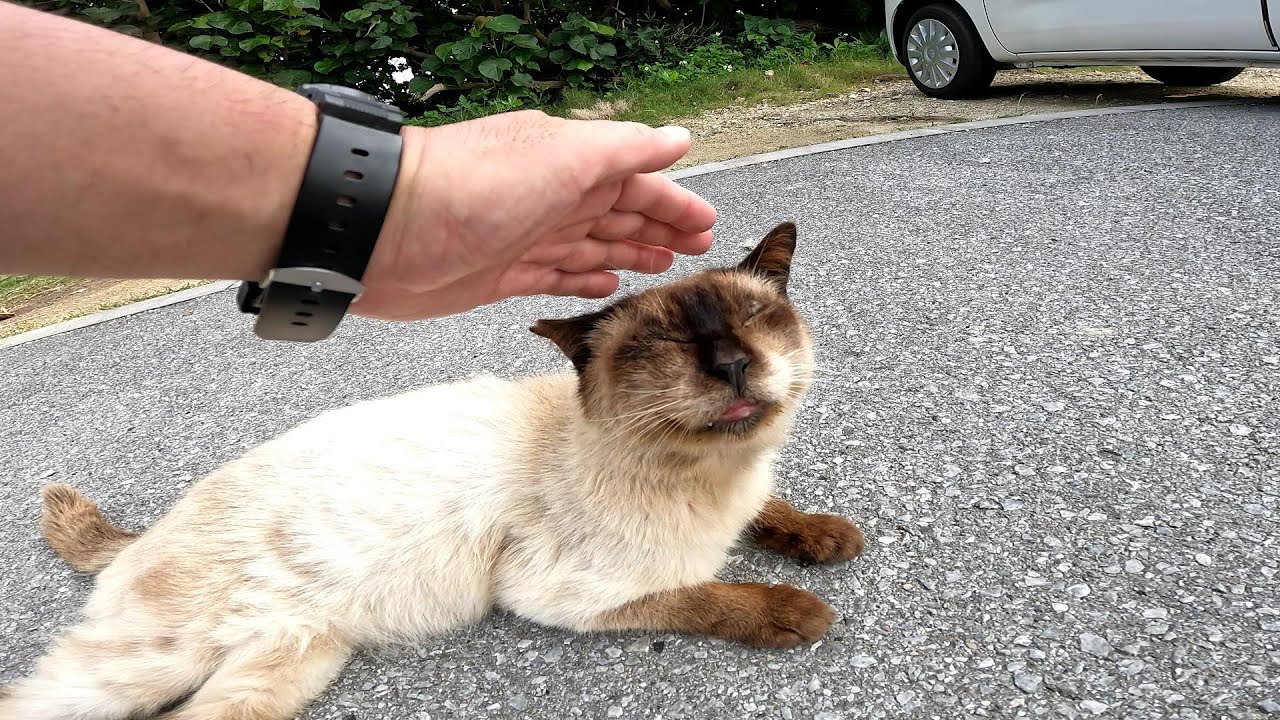 リラックスできる音楽と猫。睡眠音楽。やっぱり猫が好き。野良猫の日常