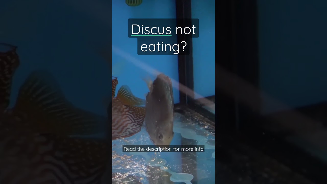 Discus not eating? this might be the fix!