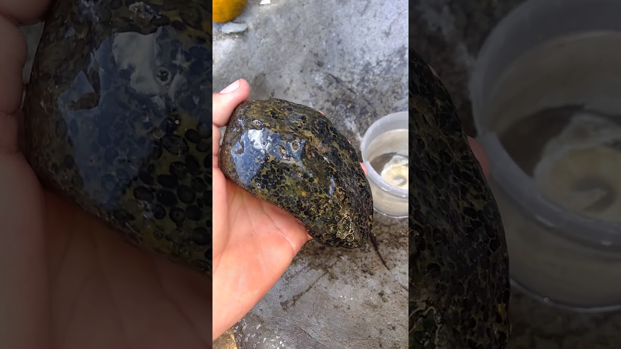 Opalas raras. Opala negra e muitas outras