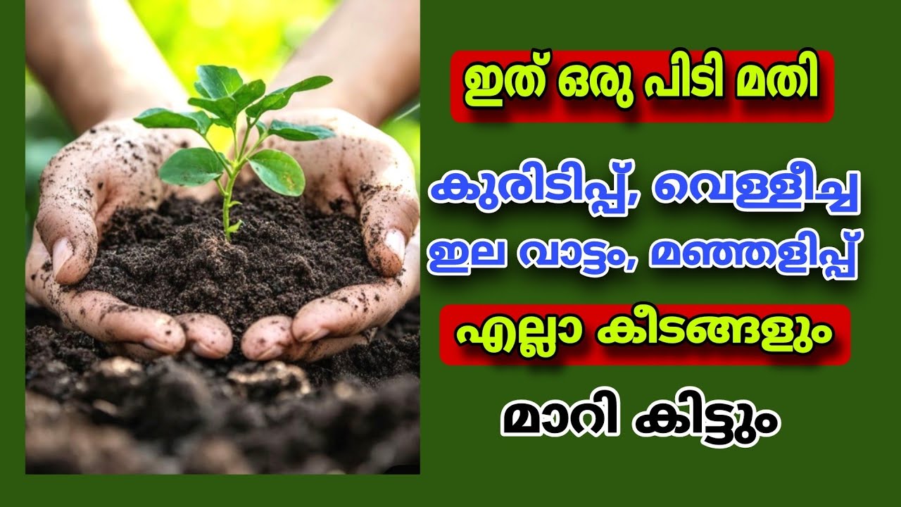 കുരിടിപ്പ്, വെള്ളീച്ച, ഇല മഞ്ഞളിപ്പ്, വേര് ചീയൽ,  മണ്ണിലൂടെ വരുന്ന രോഗങ്ങൾക്കും 