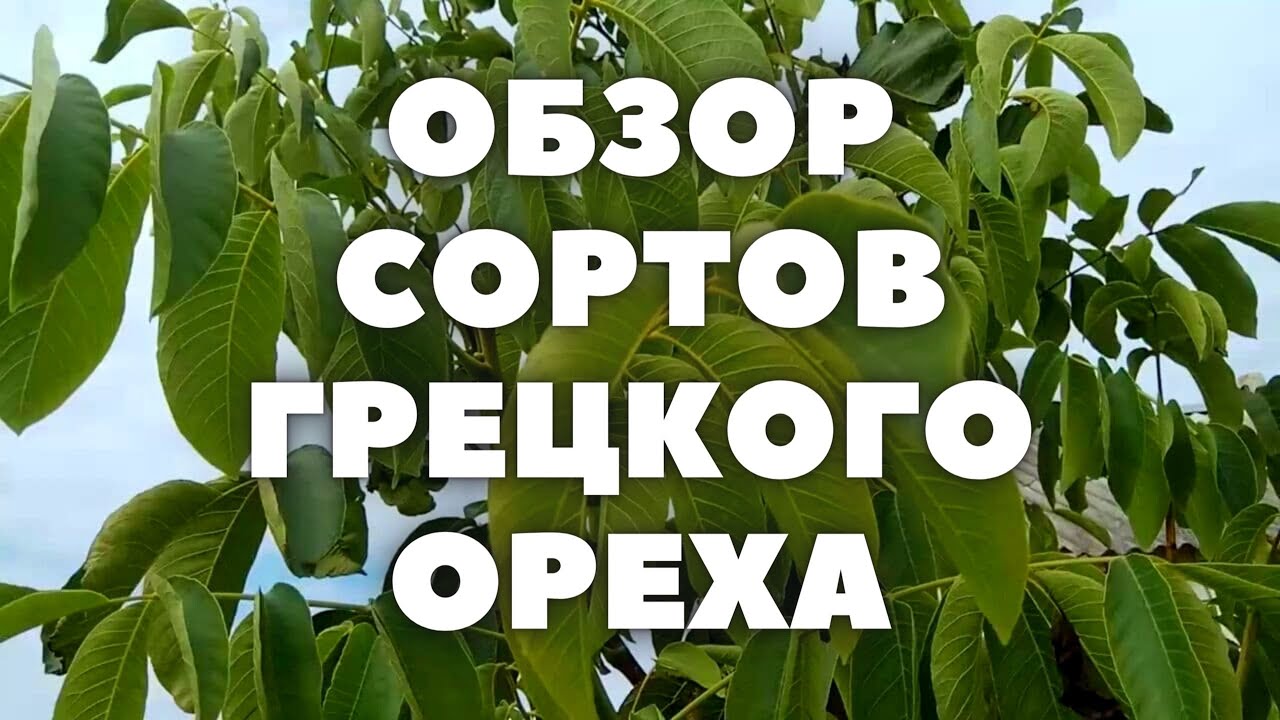 ОБЗОР СОРТОВ ГРЕЦКОГО ОРЕХА