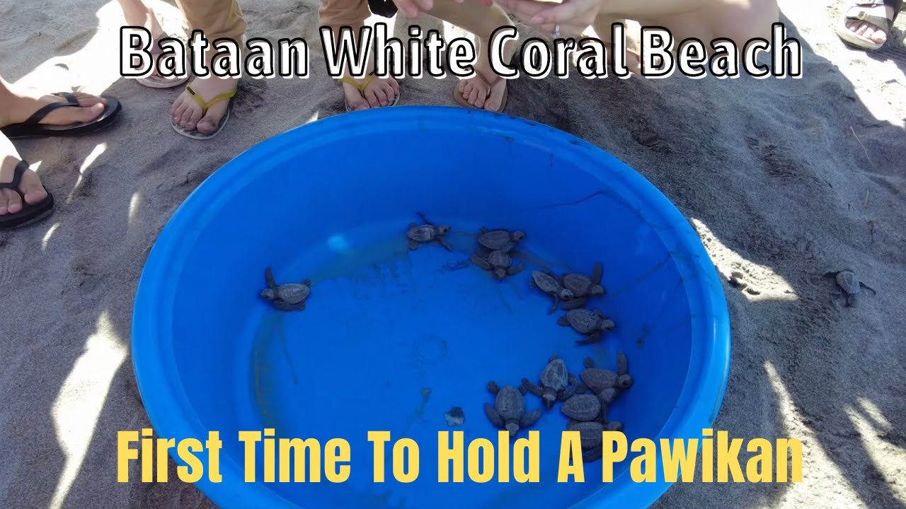 Bataan White Coral Beach, Releasing Of Pawikan, Snorkeling, Fishing, Morong Bataan Power Plant