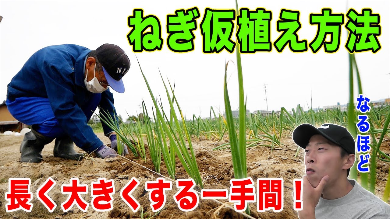 ねぎ仮植え方法　目的は？株間は？いつやるの？ネギ農家さんに聞いてみた