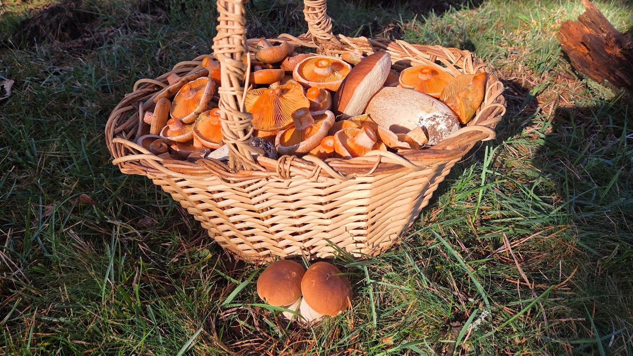 🍄 N&Iacute;SCALOS y BOLETUS EDULIS PATA NEGRA!