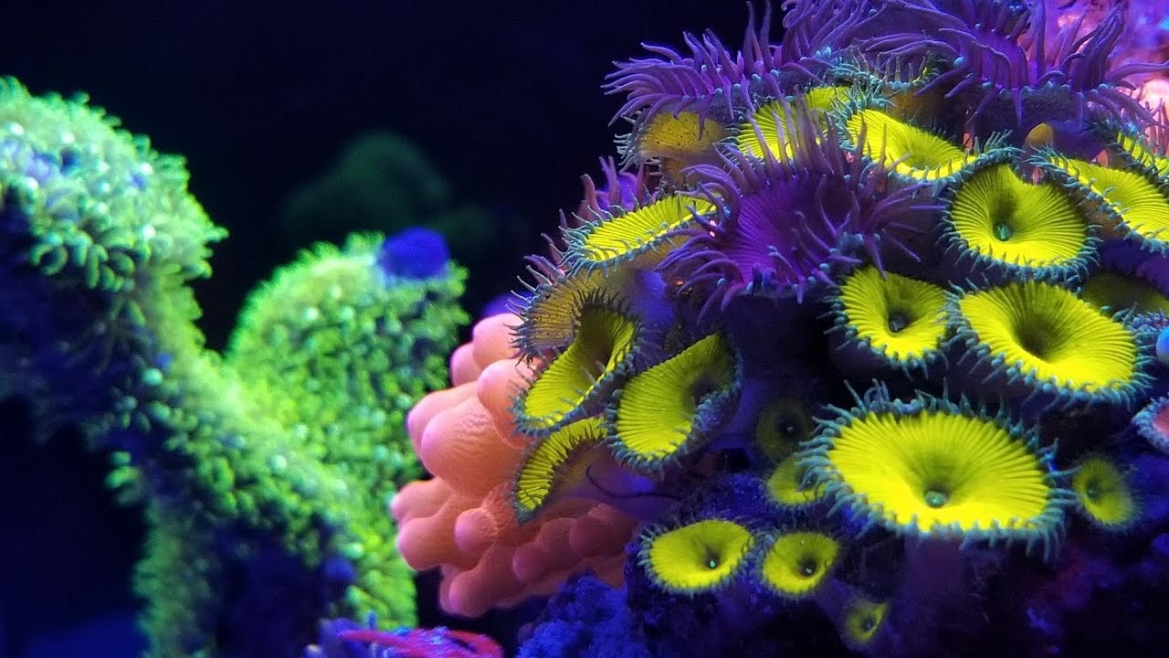 Here is the Tanks  Jan 2019