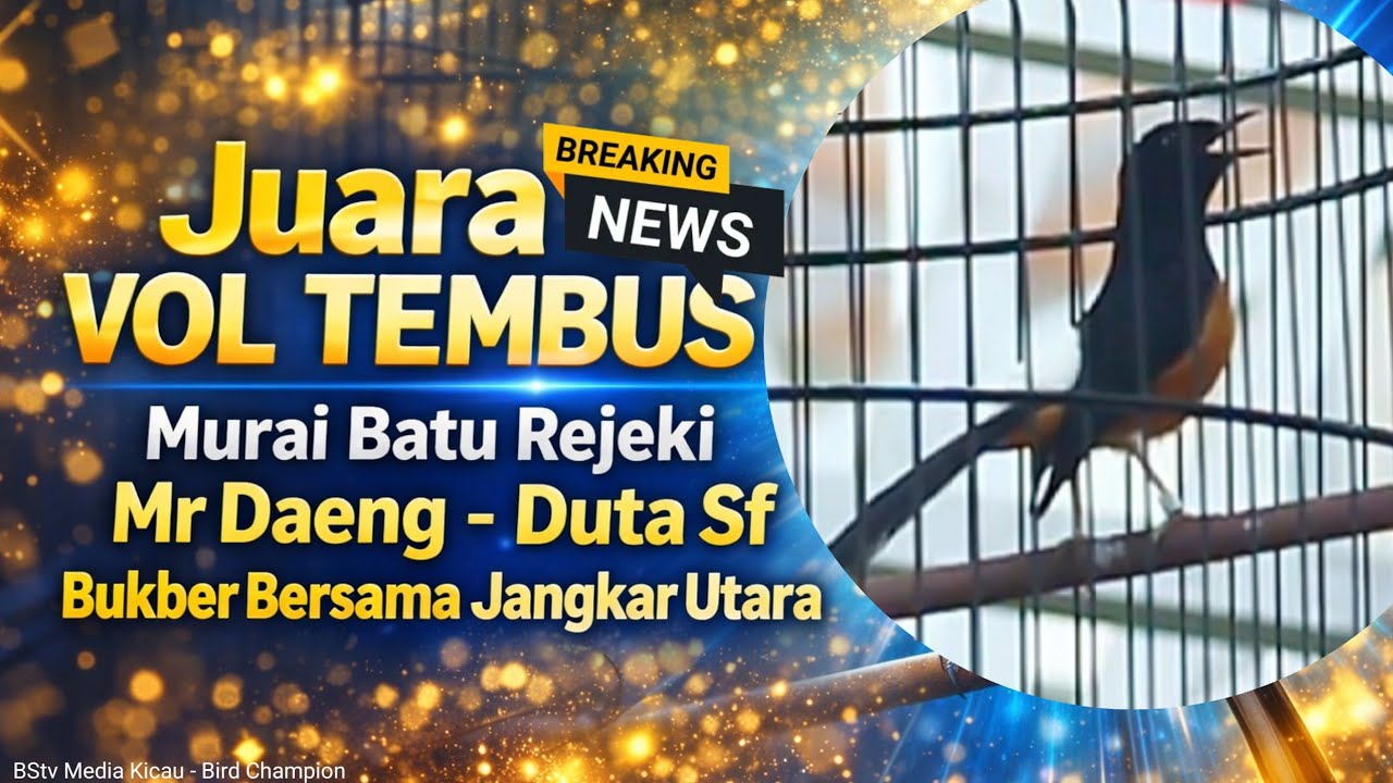 SEREM VOL TEMBUS ‼️ MURAI BATU REJEKI MATERI MEWAH STABIL PODIUM ‼️ DUTA SF