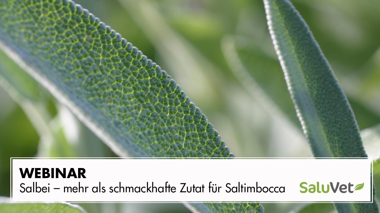 Salbei – mehr als schmackhafte Zutat für Saltimbocca