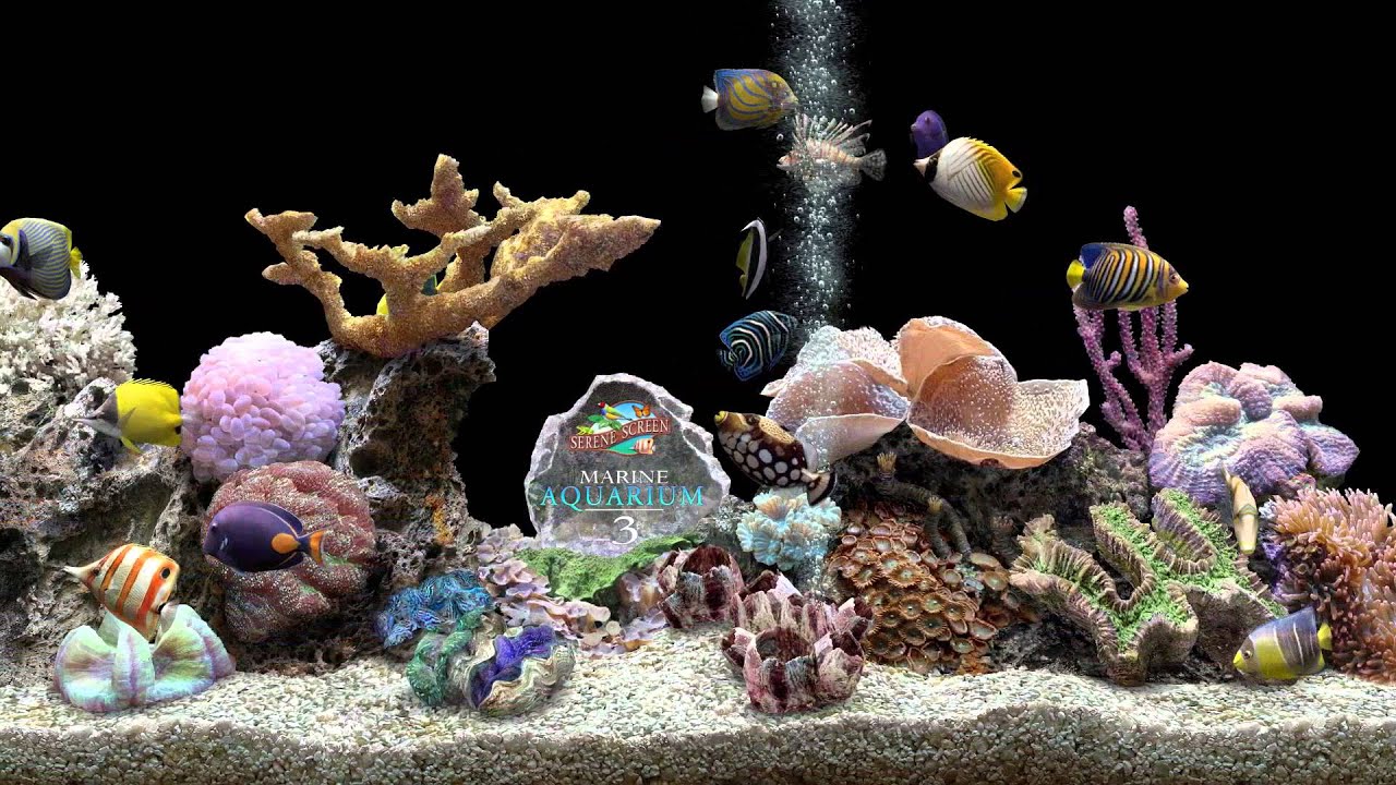 ★ Marine Aquarium ★ HQ 1080p 60fps ★ Screensaver ★ Black Ocean ★