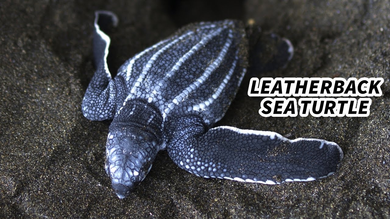 Leatherback Sea Turtle Facts: LARGEST Living TURTLE!