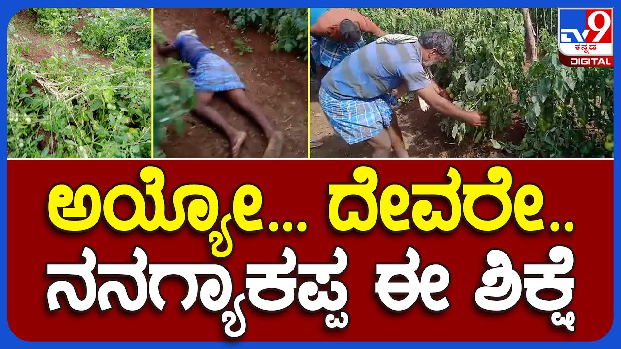 Chamarajanagar: ಟೊಮ್ಯಾಟೊ ಬೆಳೆ ನಾಶ ತೋಟದಲ್ಲೇ ಹೊರಳಾಡಿ ಕಣ್ಣೀರು ಹಾಕಿದ ಅನ್ನದಾತ     | #TV9B