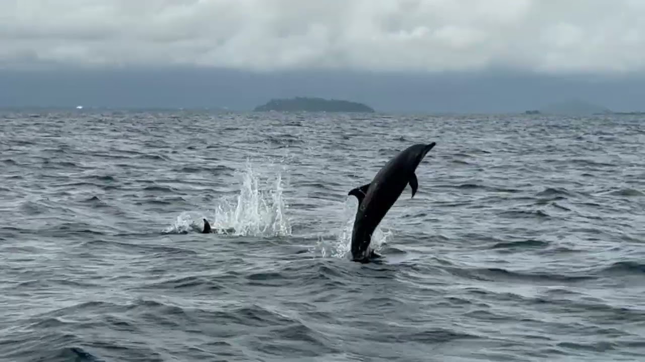 Pure Ocean Magic 🌊 Dolphins Spotted after 2 Hours Near Bias Sandbar #dolphins #oceanmagic 