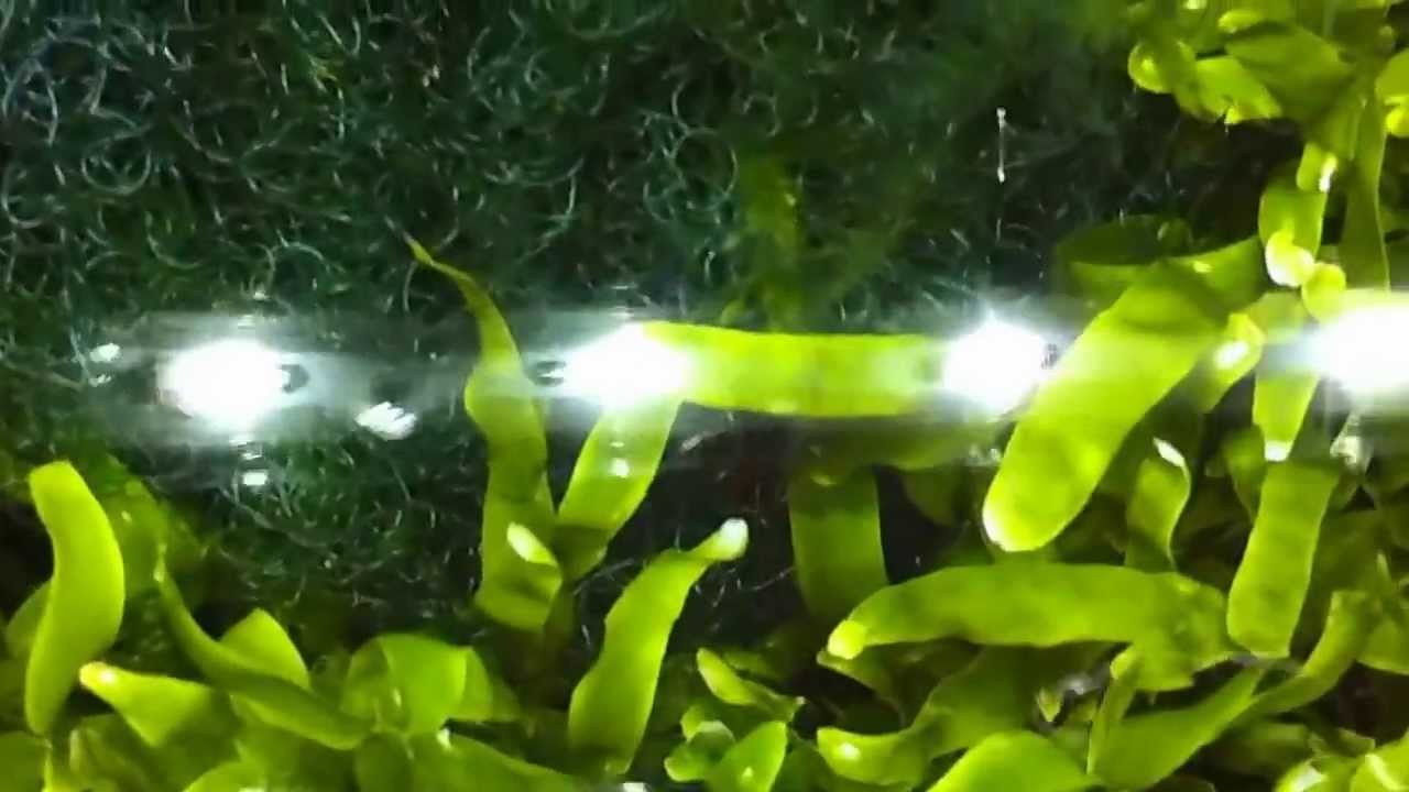 Ecosystems Miracle Mud Refugium Update 5