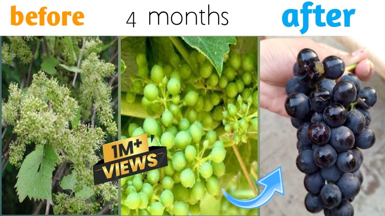 Graps plants updates | grape plant at home |
