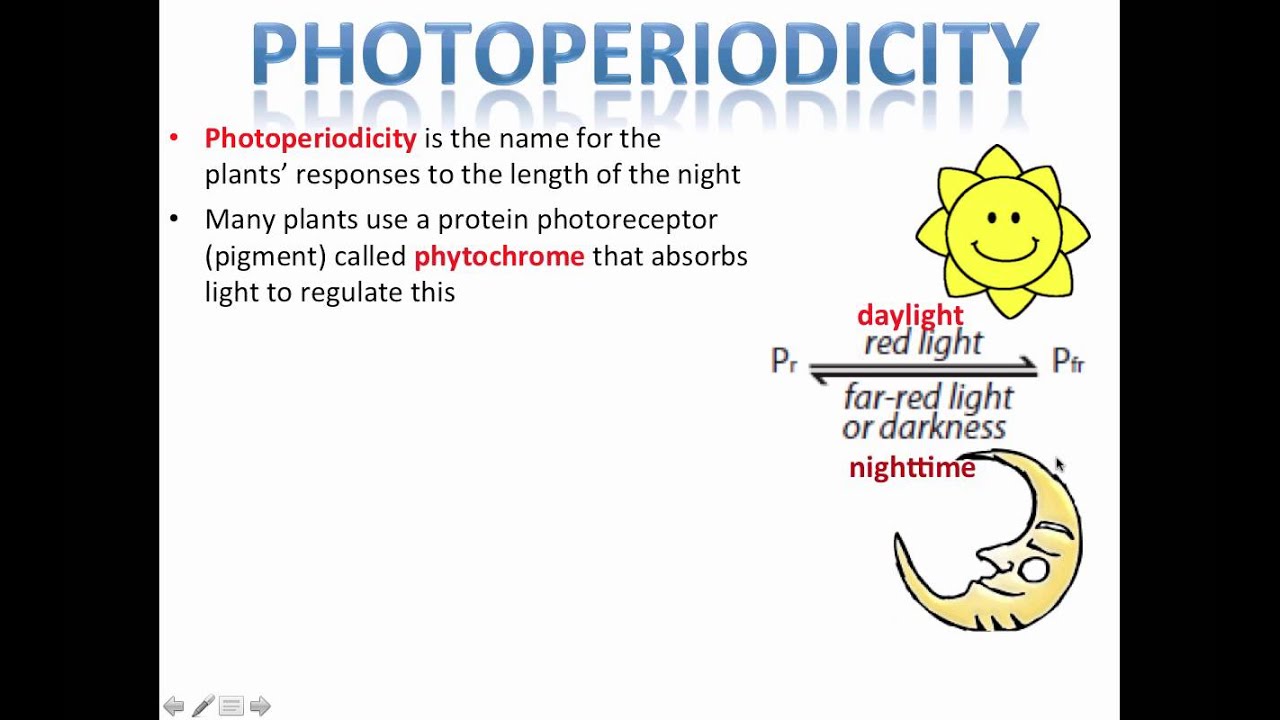 Фотопериодизм (IB Biology)
