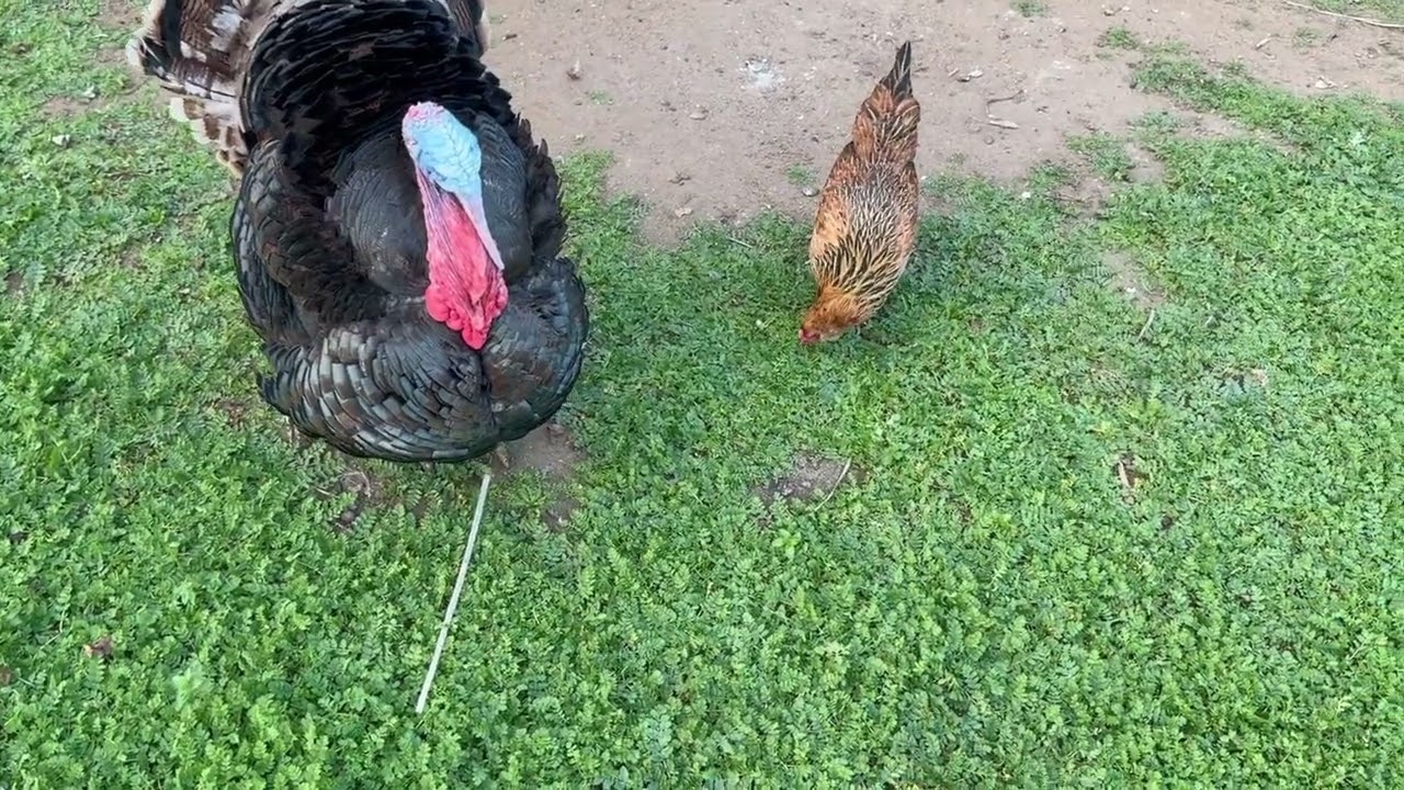 Visiting The Backyard Animals And Looking At The Garden!