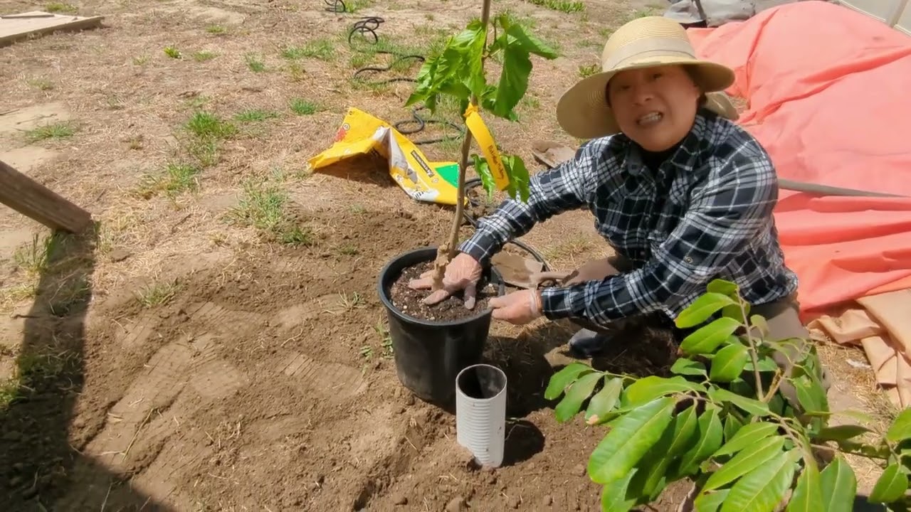 福園- 果樹種植101 -(botairsfx9@gmail.com)