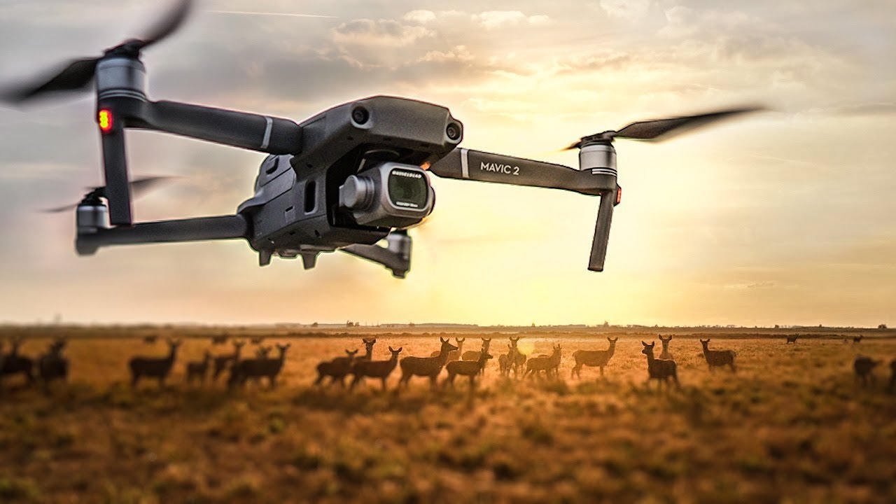 Wildlife in nature reserve Oostvaardersplassen - Mavic 2 Pro