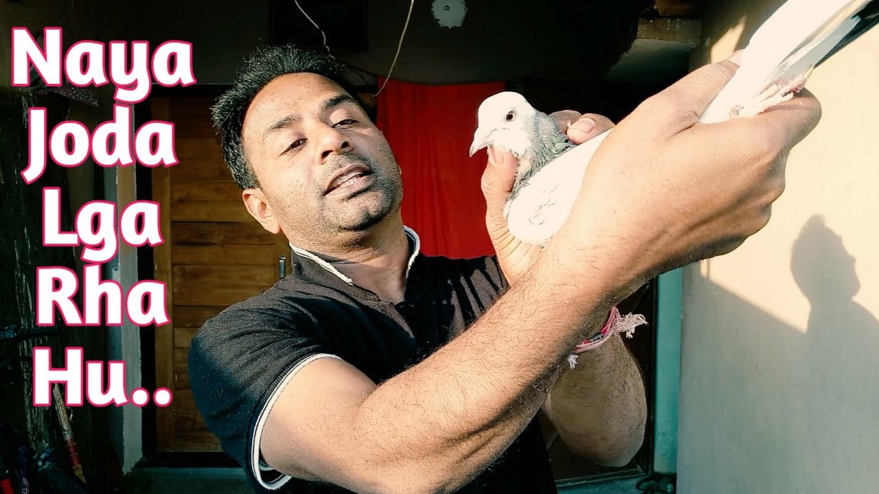 Naya Joda Lga Rha Hu || Highflyer Pigeons || Giribaaz Kabootar || Kalaak Aur Do Baaz Kabootar