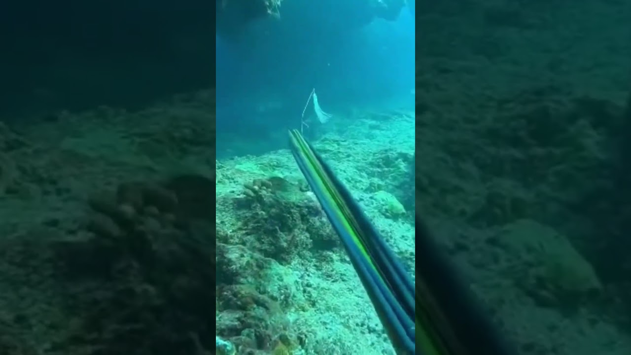 KRAKEN BLADES ARE BACK! #spearfishing #underwater #extremesport #kraken #freediving