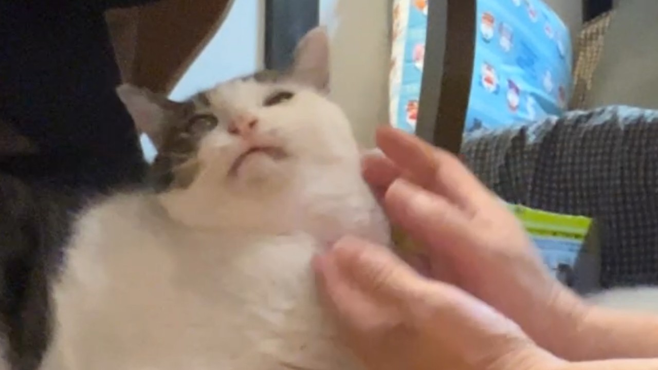 マイペースな猫達と遊んでもらえない私とそんな私を呼んでくれる猫、呼ぶには理由が・・・あるんです