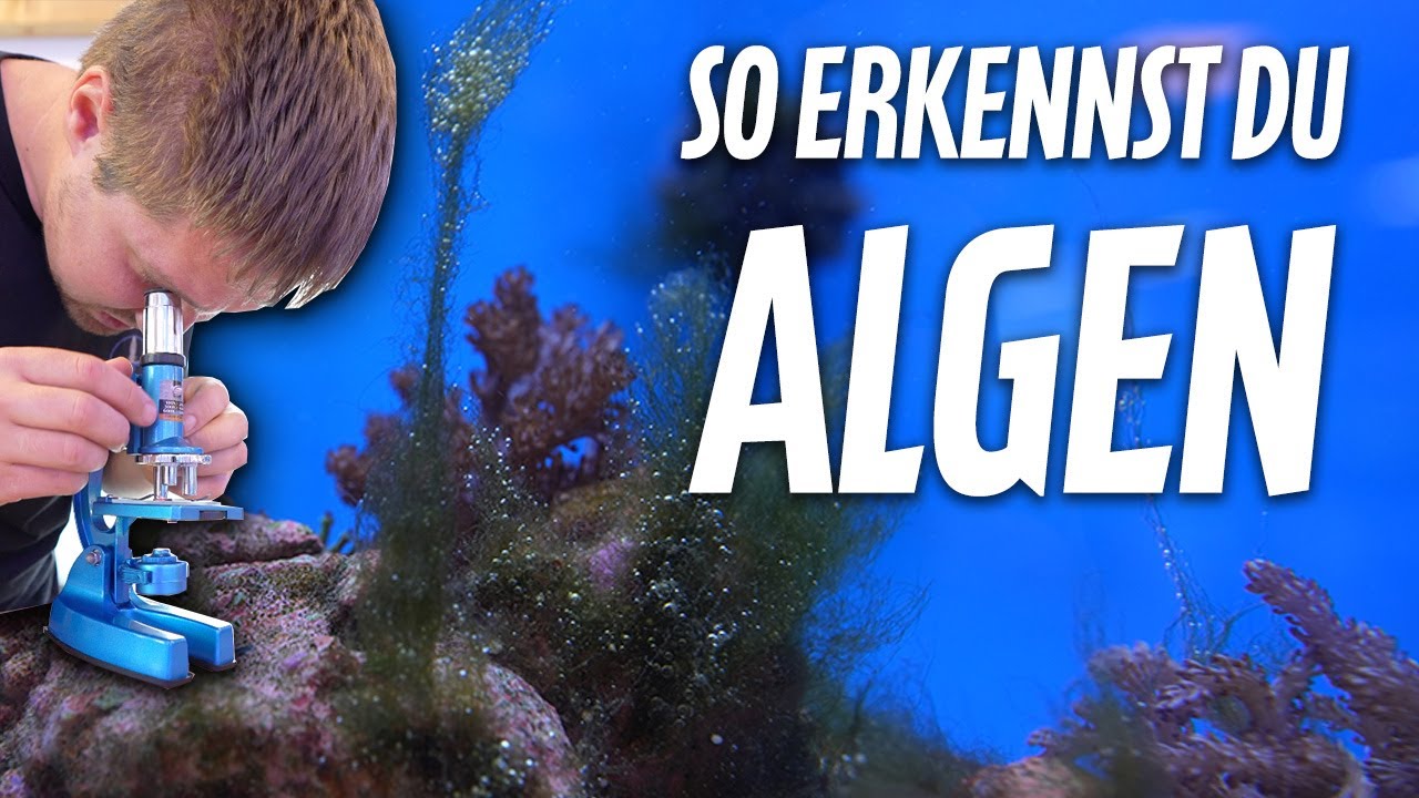 Wie erkenne ich welche Algen im MEERWASSERAQUARIUM? *PlanktonPlus Aquaristik*