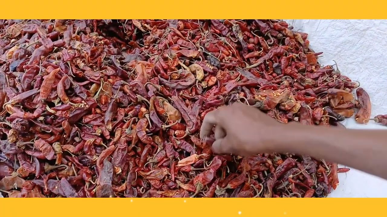 መውለጃዬን በርበሬ በሰደት እደሜዋን የጨረሰች አነድት ሴት አራመቶ ሽብር ልጅ ለገዛ ወሰነች ጉድ 