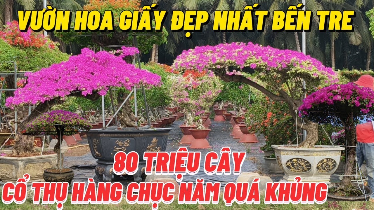 80 TRIỆU CÂY VƯỜN HOA GIẤY ĐẸP NHẤT BẾN TRE CÂY TUỔI ĐỜI LÊN HÀNG CHỤC NĂM