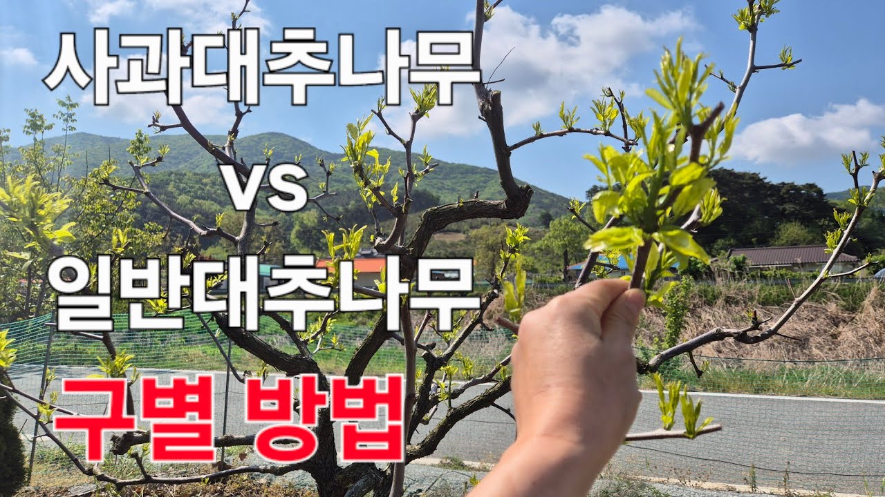 사과대추나무 vs 일반대추나무 구별 방법. 차이점만 알아도 반은 성공!