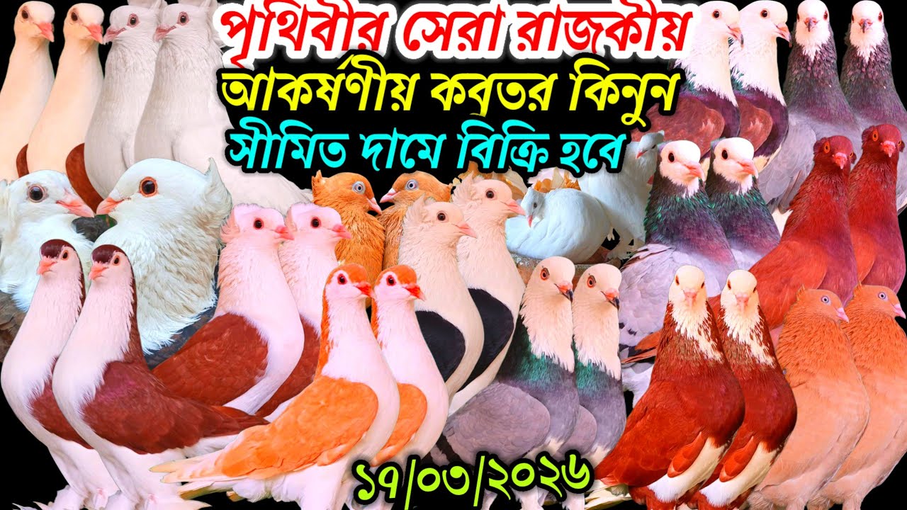 পৃথিবীর সেরা রাজকীয় আকর্ষণীয় কবুতর কিনুন সীমিত দামে কবুতর বিক্রি হবে খামার থেকে ঈদ স্পেশাল কবুতর