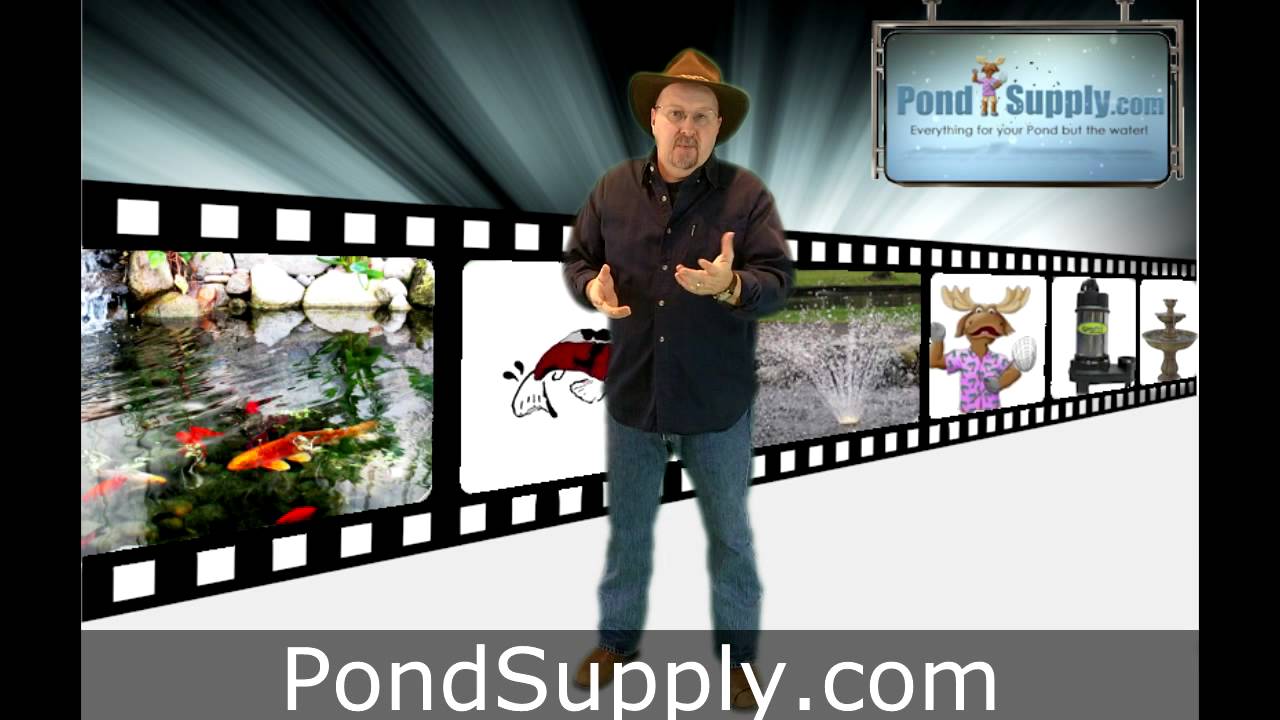 Pond Koi behavior and what it means.